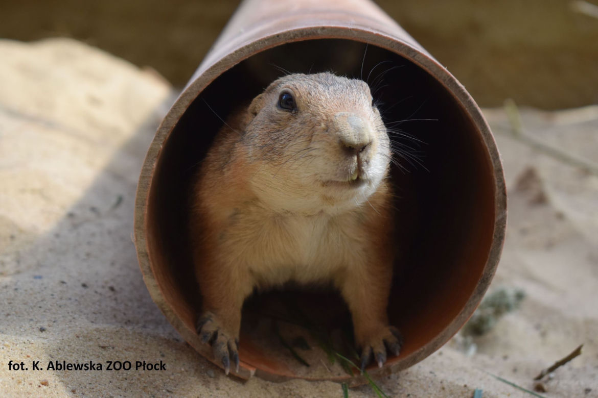 Szczekają, nie jedzą mięsa i lubią Dziki Zachód! To nowi mieszkańcy Zoo Płock [ZDJĘCIA]