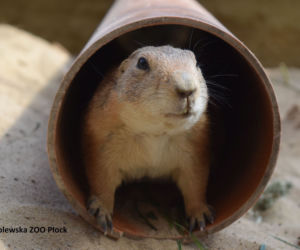 Szczekają, nie jedzą mięsa i lubią Dziki Zachód! To nowi mieszkańcy Zoo Płock [ZDJĘCIA]