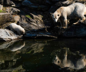 Kazirodztwo w berlińskim zoo. Mama i tata niedźwiedzicy Herty to rodzeństwo