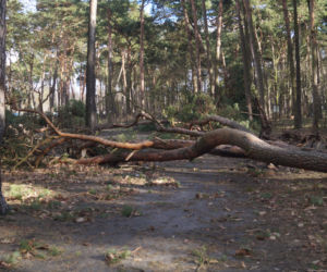 Niszczycielska wichura w Bydgoszczy [ZDJĘCIA]