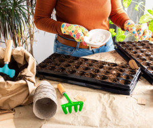 Wysiew nasion na rozsadę