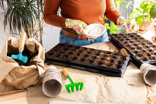 Wysiew nasion na rozsadę