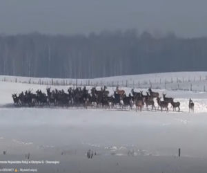 Stado jeleni ucieka przed wilkiem! Zobacz, co nagrał kierowca! Film trafił do sieci