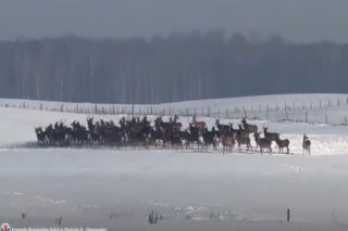 Stado jeleni ucieka przed wilkiem! Zobacz, co nagrał kierowca! Film trafił do sieci