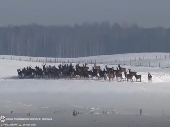 Stado jeleni ucieka przed wilkiem! Zobacz, co nagrał kierowca! Film trafił do sieci