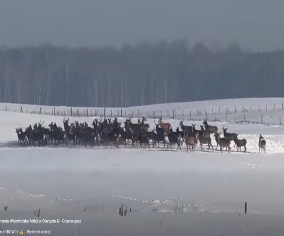 Jelenie uciekają przed wilkiem. Kierowca wszystko nagrał