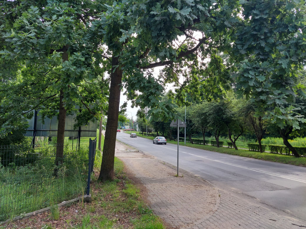 Starachowice: Ponad 200 drzew do usunięcia pod ścieżki rowerowe?  Wiemy gdzie
