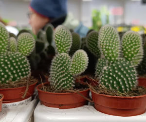 Festiwal Roślin w Enea Arenie