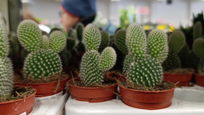 Festiwal Roślin w Enea Arenie