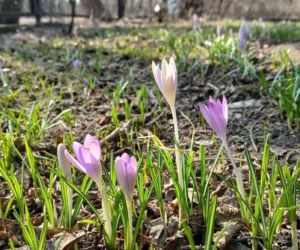 Wiosna coraz śmielej daje o sobie znać! Krokusy kwitną, pszczoły ruszyły do pracy