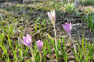 Wiosna coraz śmielej daje o sobie znać! Krokusy kwitną, pszczoły ruszyły do pracy