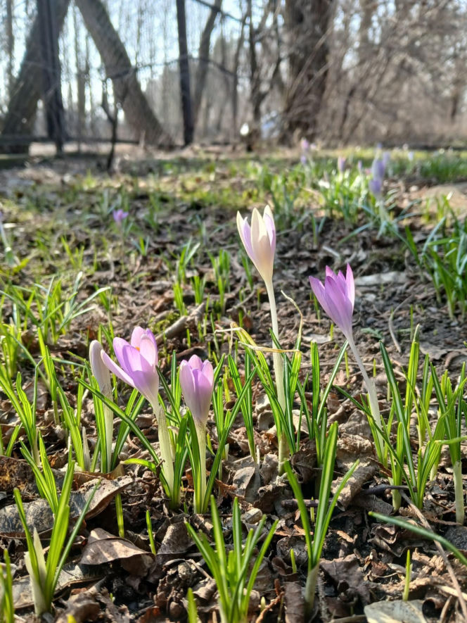 Wiosna coraz śmielej daje o sobie znać! Krokusy kwitną, pszczoły ruszyły do pracy