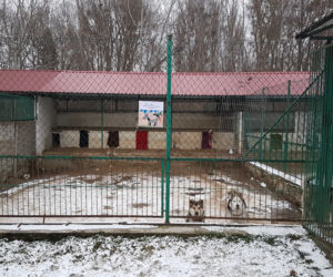 Wioślarze AZS-u Toruń zbierają koce, kołdry i karmę dla schroniska dla zwierząt. Pomożecie?