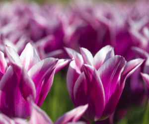 Tulipany liliokształtne
