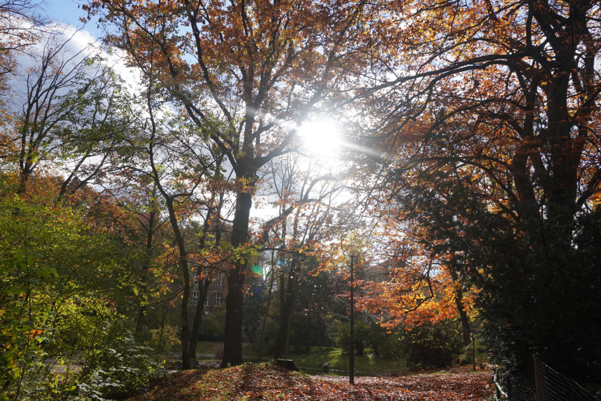 Park Wilsona jesienią