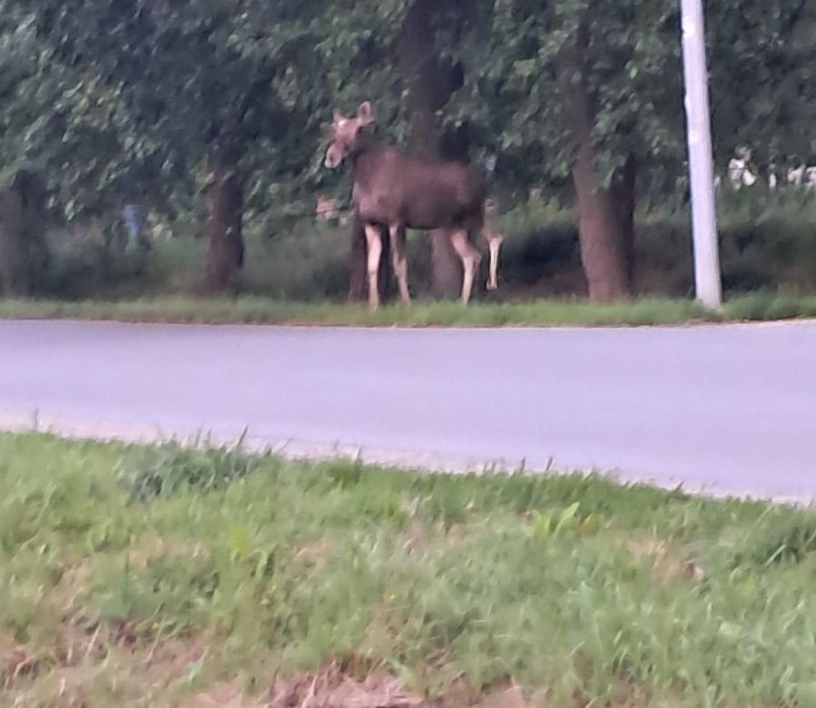 Łoś biega po ulicach we Wrocławiu. Do sieci trafiło nagranie 
