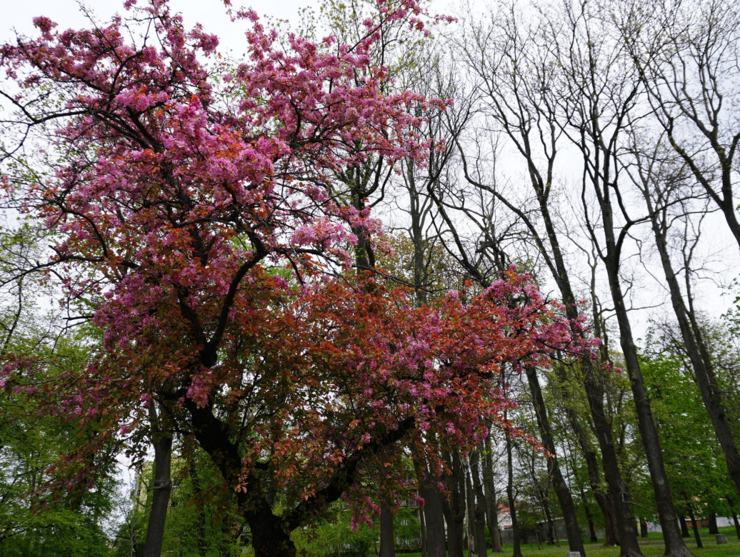 Park Bronowice wiosną 2024