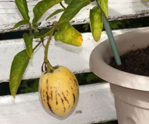 Psianka melonowa