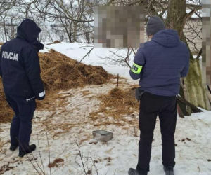 Szesnaście skrajnie zaniedbanych psów. Małżeństwo odpowie za znęcanie się nad zwierzętami