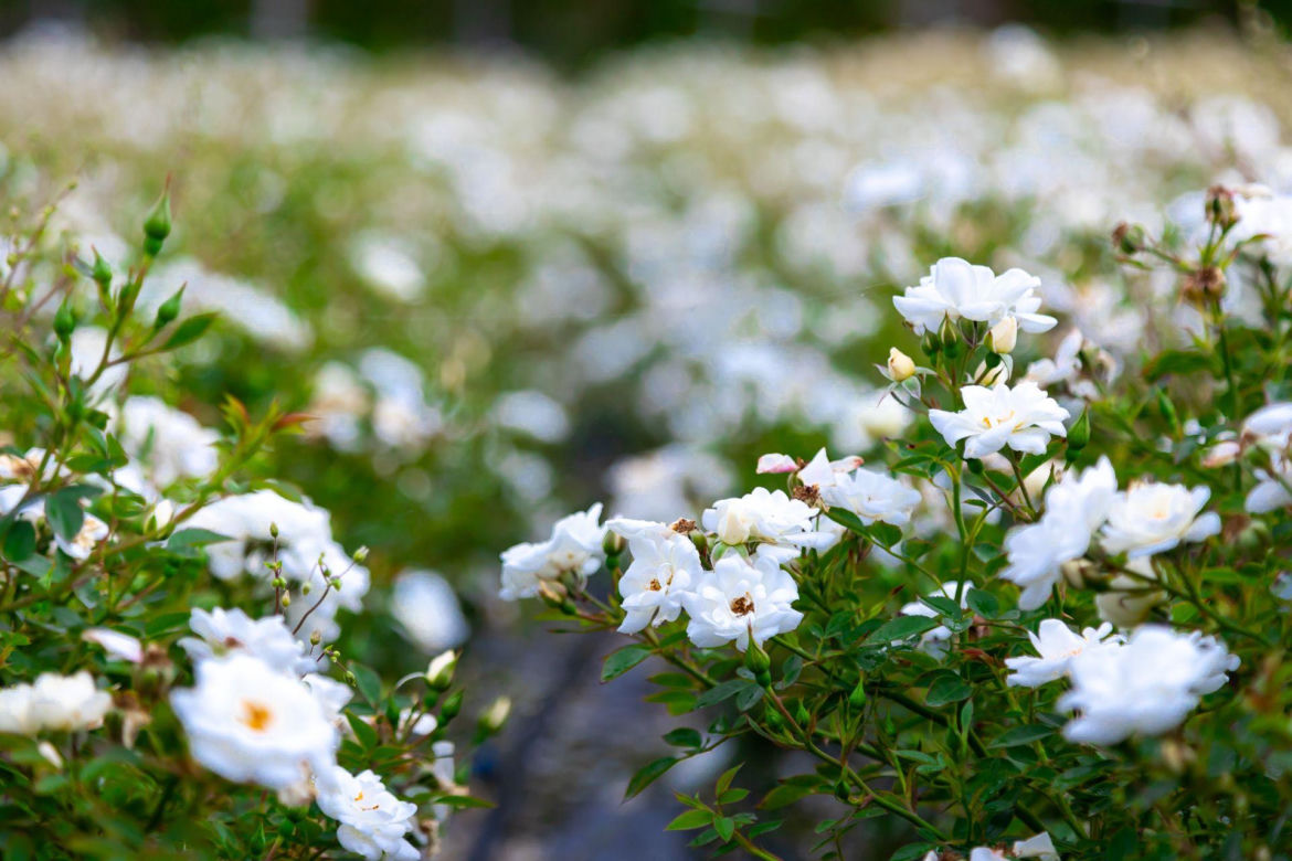 Rosa White Fairy