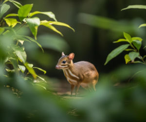 Nowy myszojeleń w Warszawie. To nie internauci wybiorą mu imię