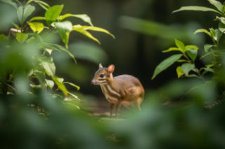 Nowy myszojeleń w Warszawie. To nie internauci wybiorą mu imię
