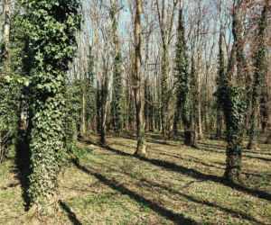 Park im. Tadeusza Rejtana w Łodzi