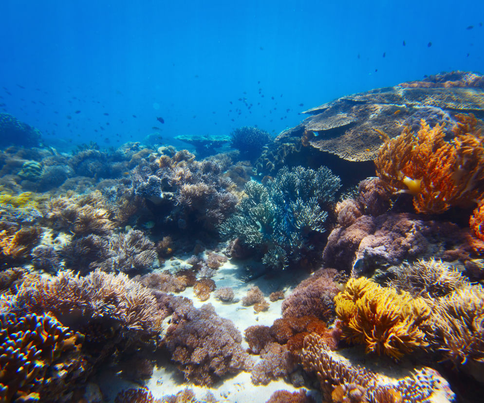 Ocean