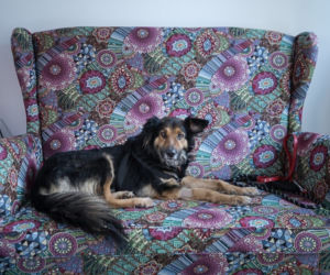 Psy czekają na adopcję w przemyskiej psiej wiosce [ZDJĘCIA]