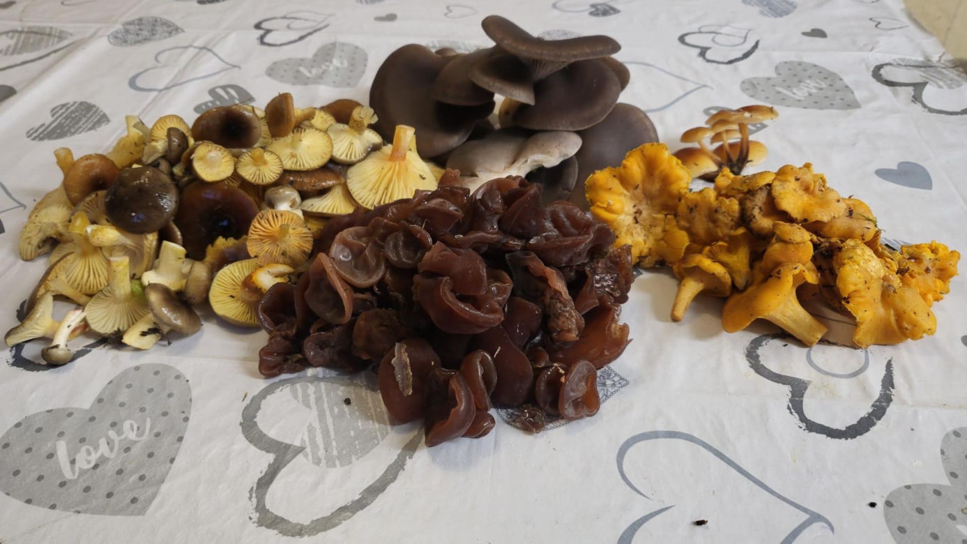 Grzybobranie w zimie w Lubuskiem