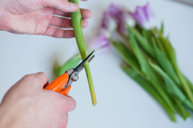 Ścinanie koncówek łodyg tulipanów