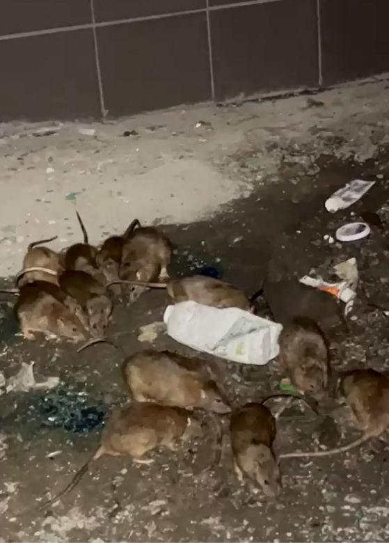 Plaga szczurów we Wrocławiu