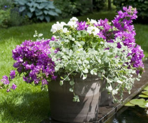 Bugenwilla z pelargonią