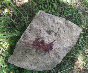 14-letni kat Oli udaje niewiniątko