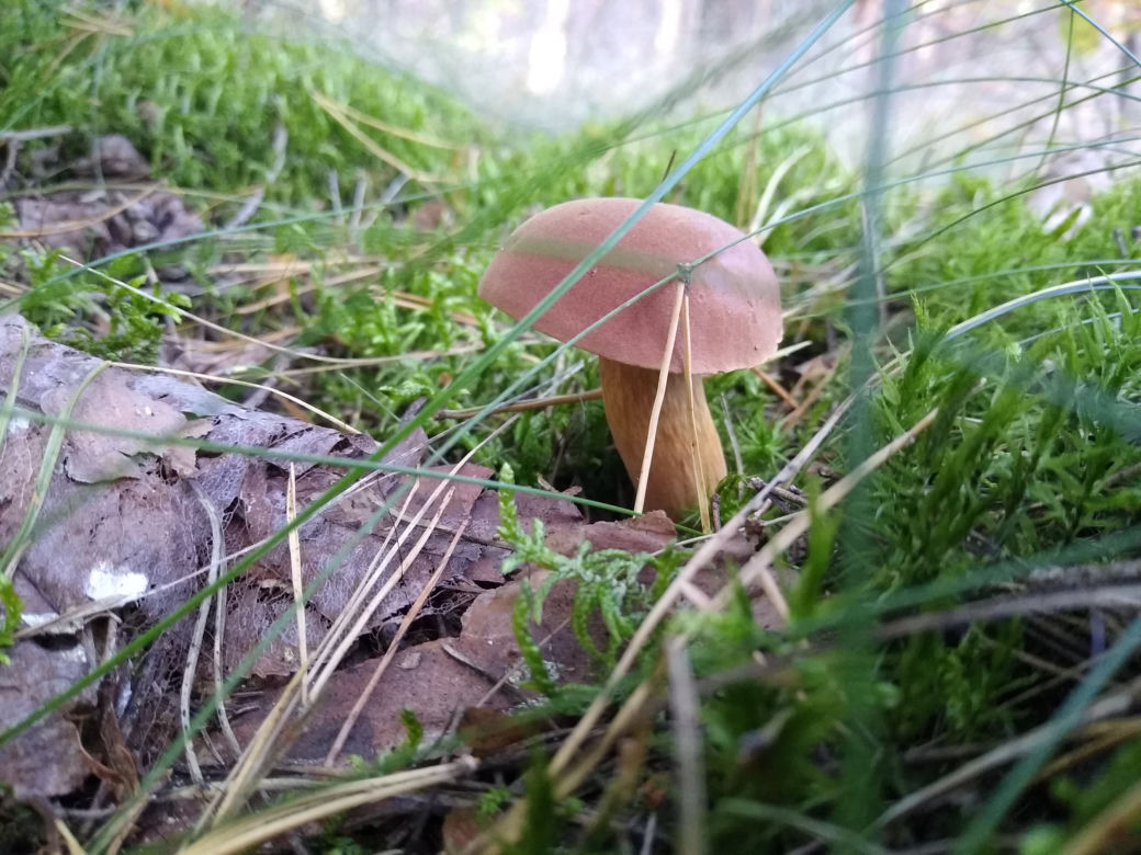 Wysyp grzybów w Wielkopolsce! Wiemy, gdzie znajdziecie TAKIE okazy! [ZDJĘCIA]