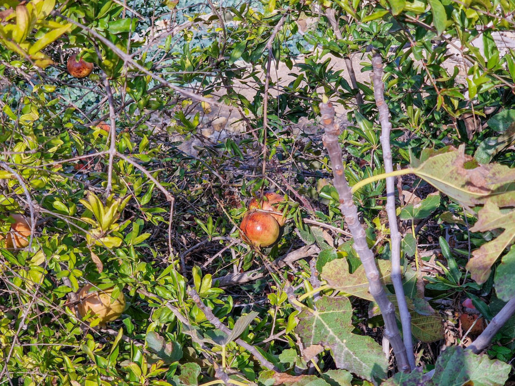 Owoc granatu