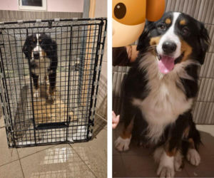 Zakończyły się poszukiwania berneńczyka z Bydgoszczy. Suczka odnalazła się... pod Poznaniem, 120 km od domu