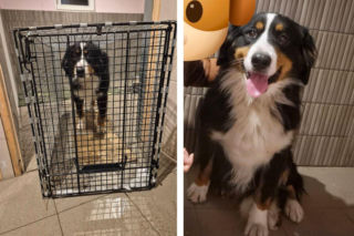 Zakończyły się poszukiwania berneńczyka z Bydgoszczy. Suczka odnalazła się... pod Poznaniem, 120 km od domu