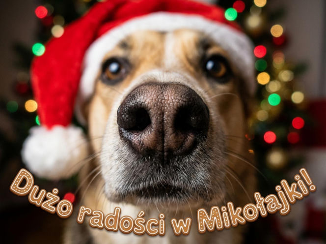 Kartki na Mikołajki 2025