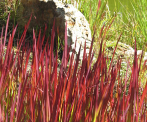 Imperata cylindryczna 'Red Baron' wygląda, jakby płonęła