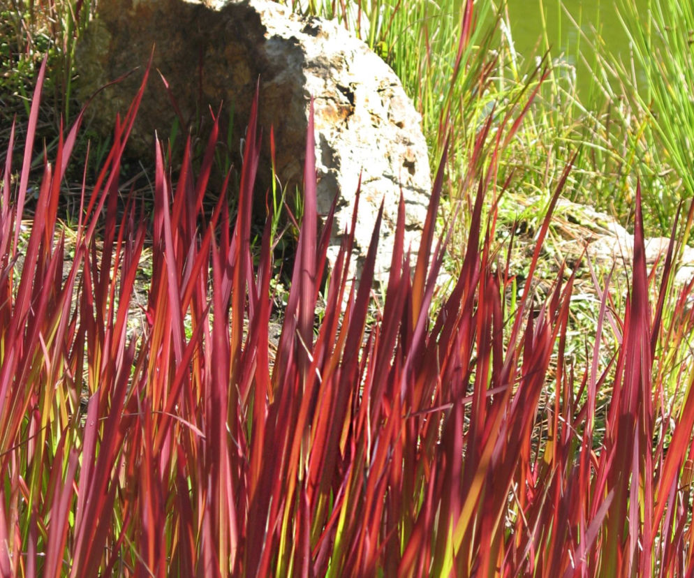 Imperata cylindryczna 'Red Baron' wygląda, jakby płonęła