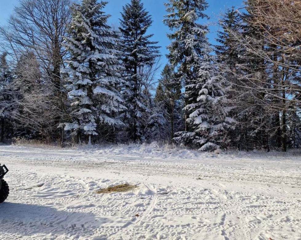 Sezon narciarski w Beskidach. Stoki są naśnieżane
