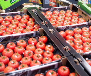 Przebadali pomidory z popularnych sklepów. Co naprawdę kryją w środku? 