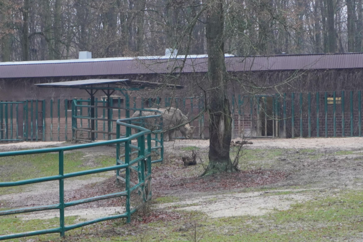 Zoo w Poznaniu zimą