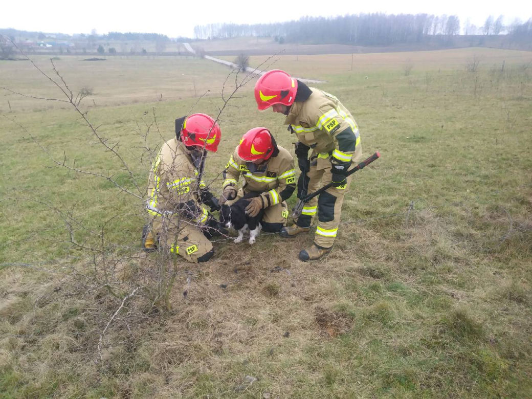 Mława. Zdejmowali już koty z drzew, ale takiej interwencji jeszcze nie mieli! [ZDJĘCIA]