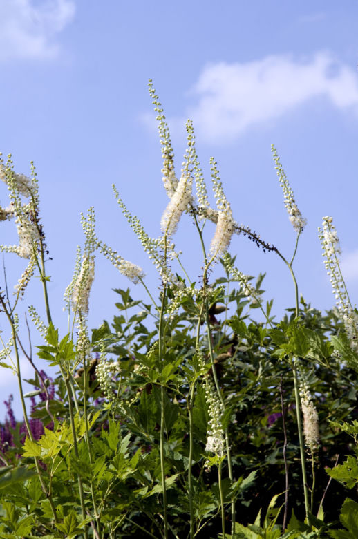 Pluskwica groniasta