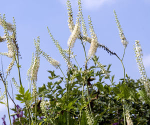 Pluskwica groniasta
