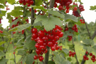Porzeczka czerwona 'Heros' - Ribes rubrum ‘Heros’