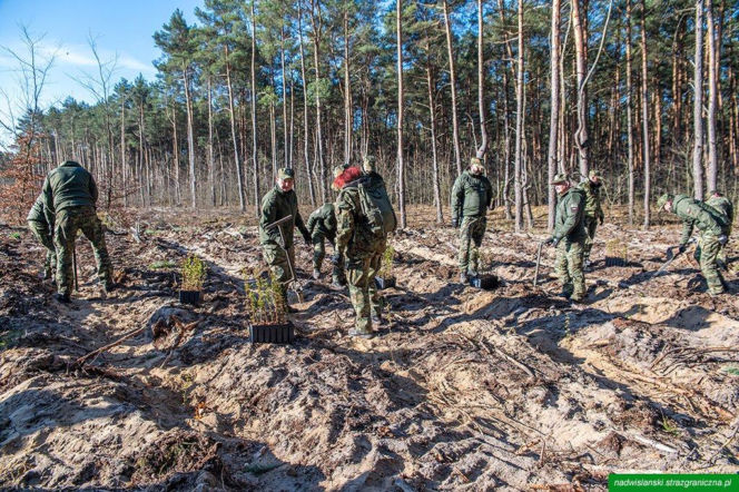 Straż Graniczna i uczniowie posadzili tysiące drzew. Wyjątkowa akcja w Jabłonnie z okazji 35-lecia służby