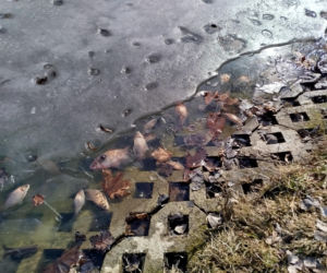 Martwe ryby w stawie na terenie Parku Aleksandria w Siedlcach